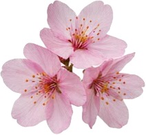 cherry blossom flower isolated on white background.jpg